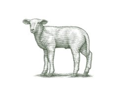 Lamb art